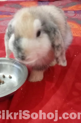 Holland Lop Rabbits